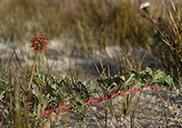 prickly-burr-rob